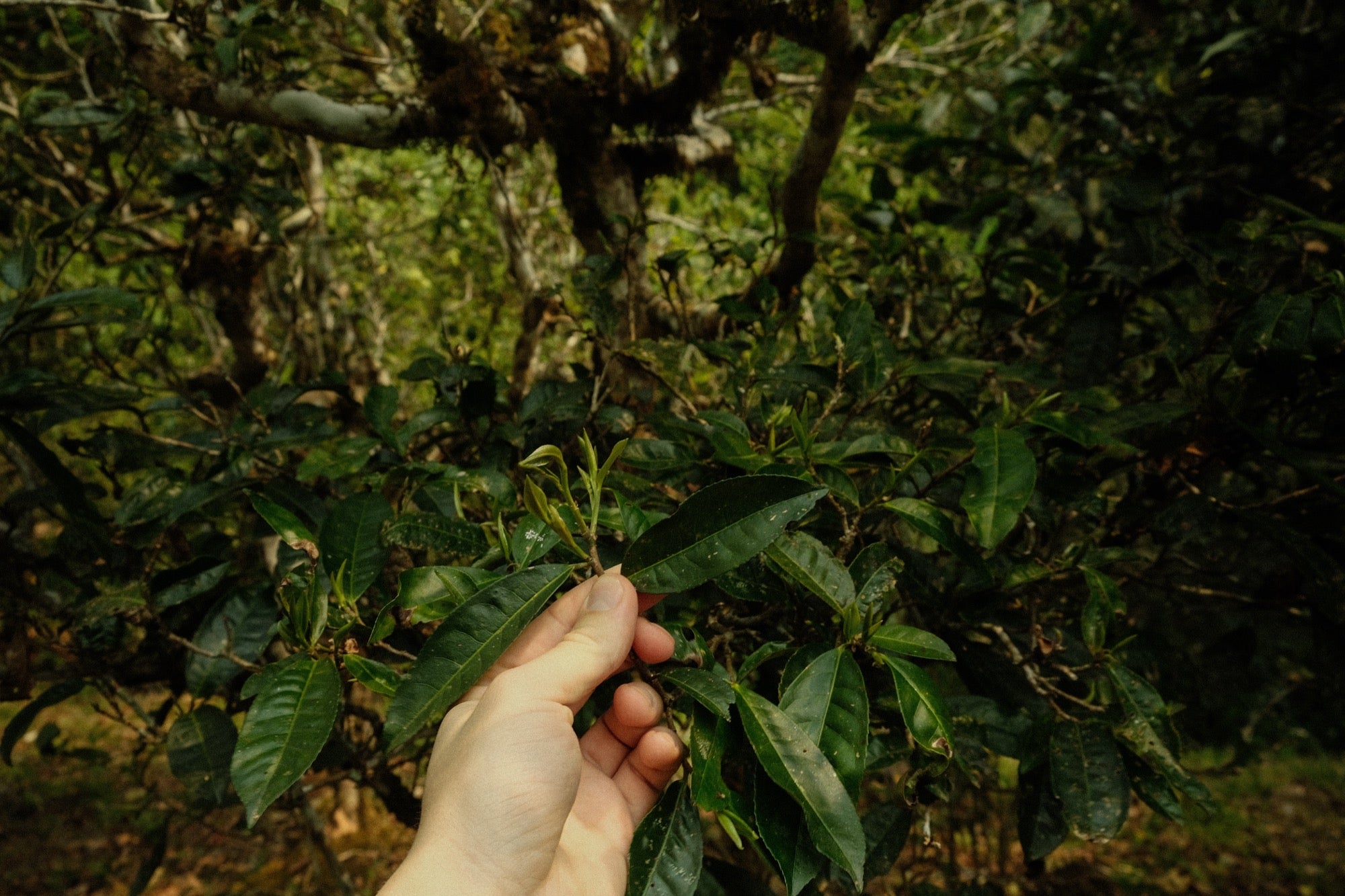 A hand holding fresh puerh tea leaf growth on an old tea tree in Yunnan