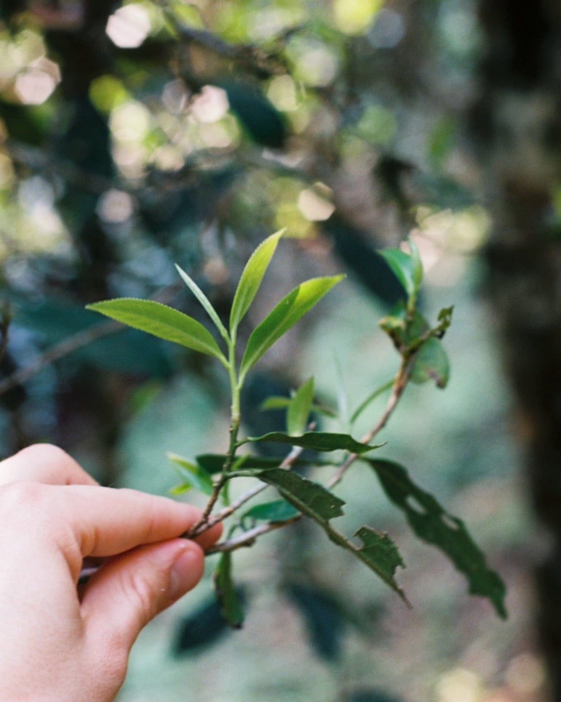 2026 Spring Maocha Tea Tasting