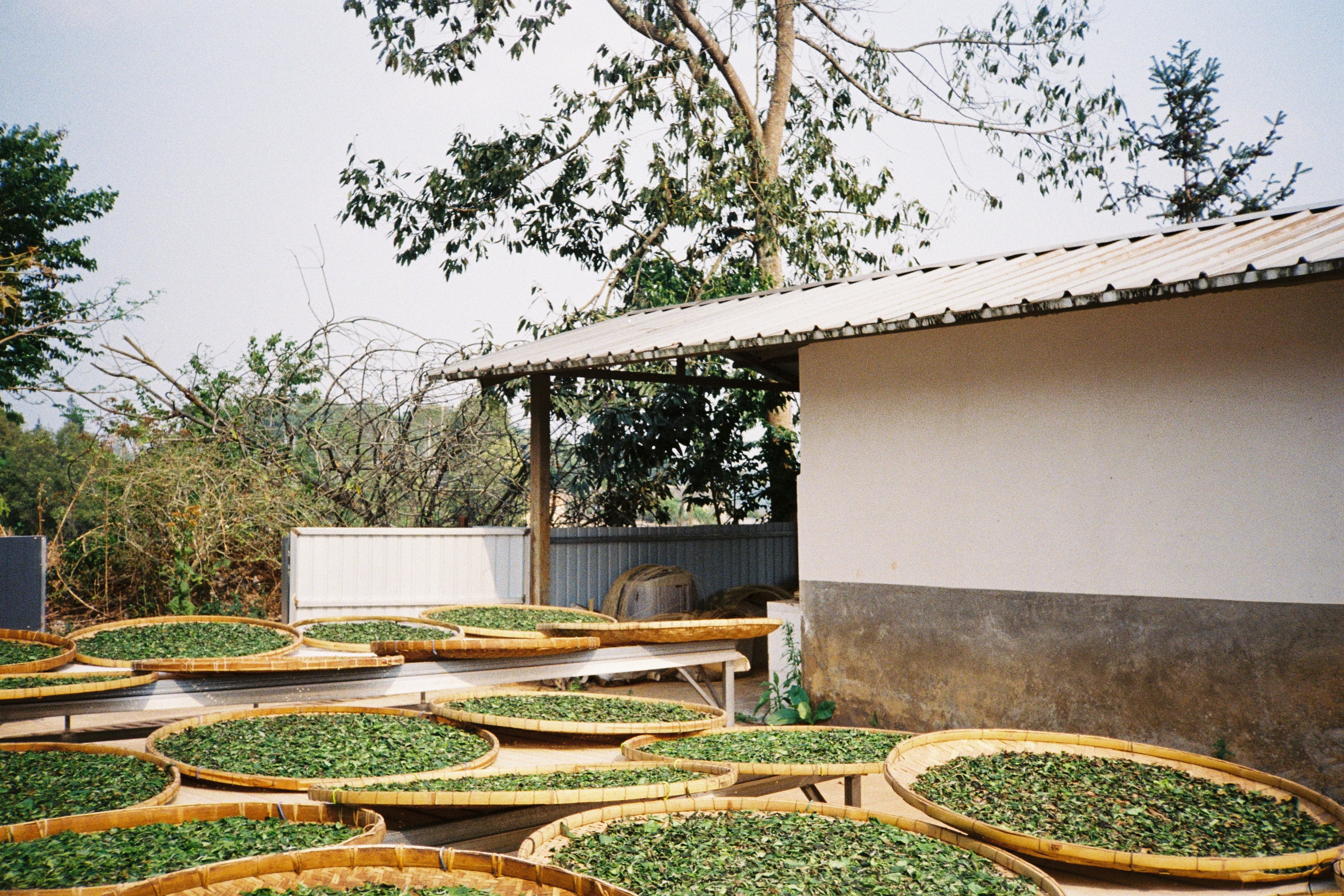 Tea leaves spread out on large trays outdoors with a building and trees in the background.